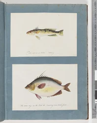 Seite 13. Unidentifizierter Fisch. 14. Unidentifizierter Fisch