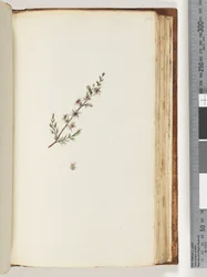 Seite 144. Unbekannte Pflanze