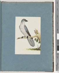 Seite 145. Unbekannter Vogel