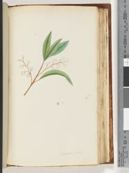 Seite 150. Elaeocarpus