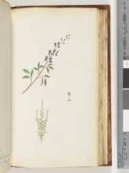 Seite 163. Unbekannte Pflanze