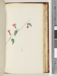 Seite 167. Unidentifizierte Pflanze