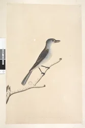 Seite 16. Ceblephyris entlang des unteren Randes in anderer Hand Die gleiche Größe wie der Vogel, von dem die Zeichnung stammt. April Grauer Flötenvogel Colluricincla harmonica, 1791-92