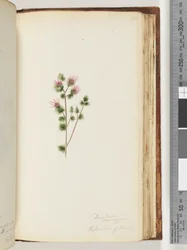 Seite 170. Decandria monogynia. Kalmoides von Banks