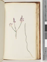 Seite 175. Comaspernia