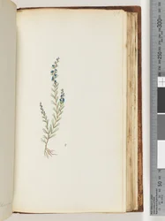 Seite 176. Unbekannte Pflanze