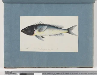 Seite 17. Unidentifizierter Fisch