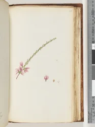 Seite 188. Unbekannte Pflanze