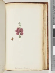 Seite 189. Melaleuca thymifolia. Lin: Transac