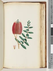 Seite 193. Melaleuca hypecifolia / Rote Honigmyrte
