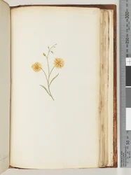 Seite 197. Unidentifizierte Pflanze