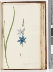 Seite 204. Thelymitra ixiodes / Gefleckte Sonnenorchidee