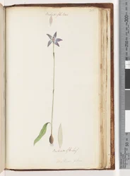 Seite 206. Rückseite der Blütenblätter. Rückseite des Blattes. Arethusa pilosa / Wachs-Lippen-Orchidee