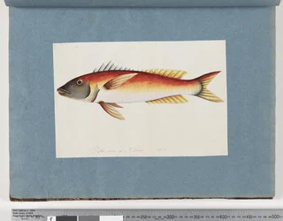 Seite 20. Unidentifizierter Fisch