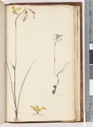 Seite 219. Caladenia / Diuris zwei Pflanzen