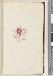 Seite 21. Lambertia formosa / Bergteufel