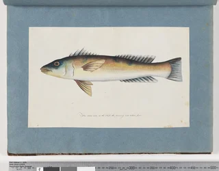 Seite 21. Unidentifizierter Fisch