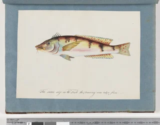 Seite 22. Unidentifizierter Fisch