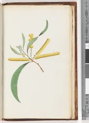 Seite 241. Mimose