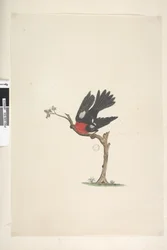 Seite 24. Natürliche Größe Scharlachroter Robin Petroica multicolor, männlich, Norfolk Island, 1791-92