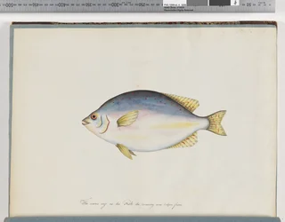 Seite 24. Unbekannter Fisch