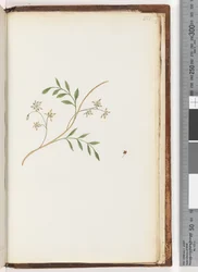 Seite 251. Unbekannte Pflanze