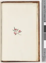 Seite 255. Unbekannte Pflanze