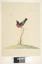 Seite 25. Car,ral,gar,yei,sar, natürliche Größe Scharlachroter Robin, männlich Petroica multicolor, N.S.W., 1791-92