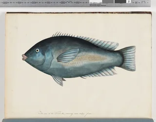 Seite 26. Unidentifizierter Fisch