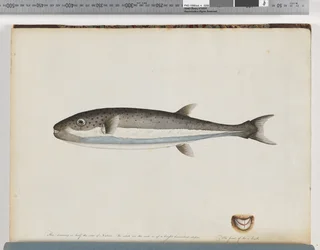 Seite 28. Unidentifizierter Fisch
