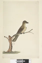 Seite 30. ...? Norfolk Island Amsel? Aplonis fuscus, weiblich, 1791-92