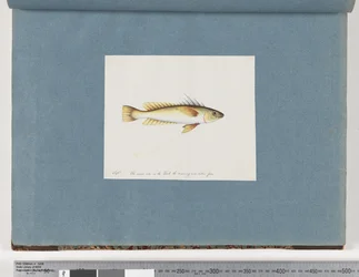 Seite 30. Unidentifizierter Fisch