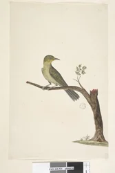 Seite 31....? Schlanker, Schnabel Weiß, Auge Zosterops tenuirostris, 1791-92