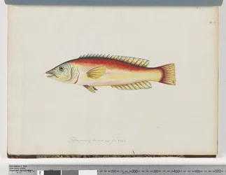 Seite 31. Unidentifizierter Fisch