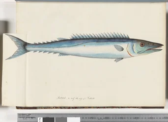 Seite 32. Barracouta