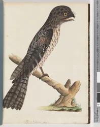 Seite 33. Tawny Frogmouth. Gracile Ziegenmelker