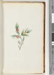 Seite 38. Unidentifizierte Pflanze