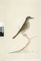 Seite 3. Turdus. unten im Titel in anderer Hand August, natürliche Größe. Bodendrossel Zoothera lunulata, 1791-92