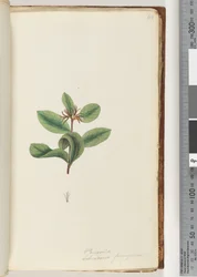 Seite 40. Persoonia / Schraderia ferruginea
