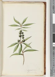 Seite 41. Schraderia? / Persoonia