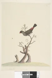 Seite 42. Fringilla. Unten in der Mitte von anderer Hand: Natürliche Größe. Diamantfink Stagonopleura guttata, 1791-92