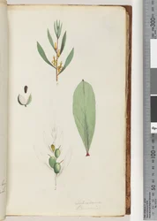 Seite 42. Schraderia / Persoonia