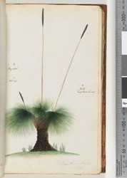 Seite 45. Xanthorrhoea Hastile Grasbaum vergrößert. Natürliche Größe. Samen natürliche Größe