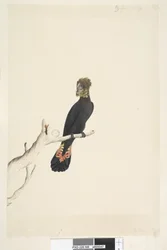 Seite 48. Schwarzer Kakadu. Unten links von anderer Hand: auf 1/3 der natürlichen Größe verkleinert. Glanz-Rabenkakadu, Calyptorhynchus lathami, Weibchen, 1791-92