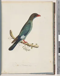 Seite 51. Dollarvogel. Coracius orientalis