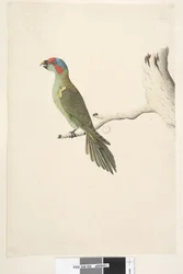 Seite 52. Natürliche Größe Moschuslorikeet Glossopsitta concinna, 1791-92