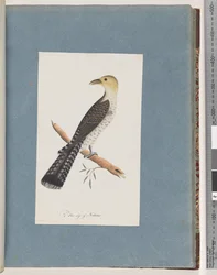 Seite 52. Blasser Kuckuck