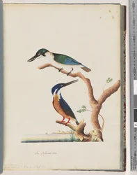 Seite 53. 1. Heiliger Eisvogel. Alcedo sacre 2. Azurblauer Eisvogel. 2, 3-zehiger N. Holland-Eisvogel