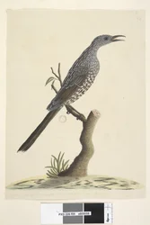 Seite 59. Natürliche Größe, die Federn des Kopfes, Halses und der Brust sind spitz Buschwattle, Vogel Anthochaera chrysoptera, 1791-92