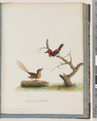 Seite 66. 1. Scharlach-Honigfresser. Certhia/Honigfresser/orientale. 2. Unbekannter Vogel. Muscicapa malachura